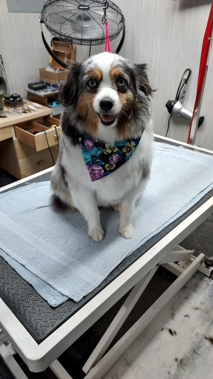 aussie merle bandana grooming table