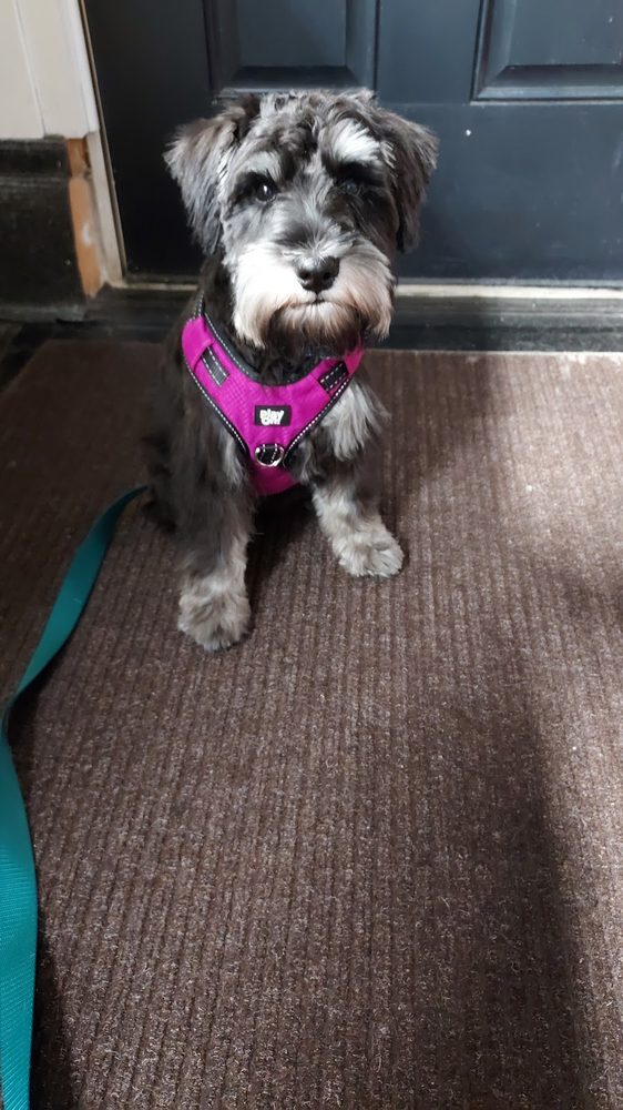 mini schnauzer puppy pink harness