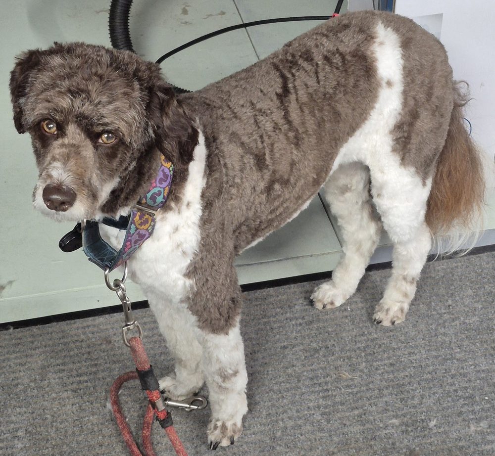 poodle mix full body clip