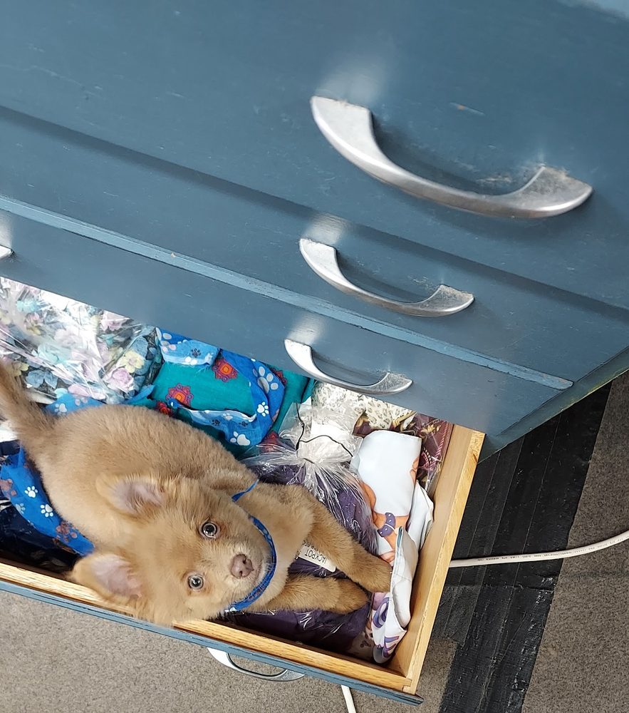 Curious puppy in a bandana peeking from the grooming station