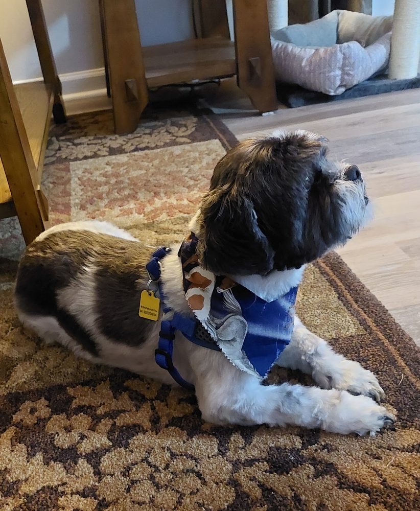 Freshly groomed Shih Tzu relaxing at home in a blue bandana