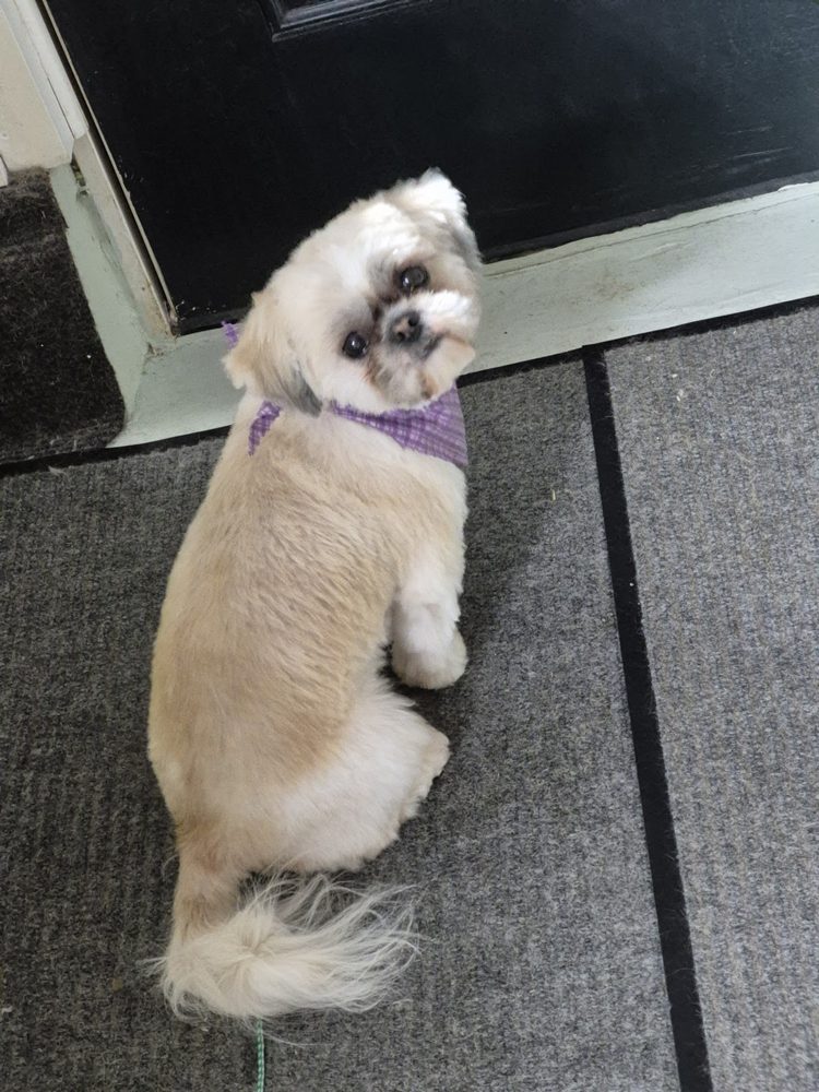 shihtzu purple bandana over shoulder