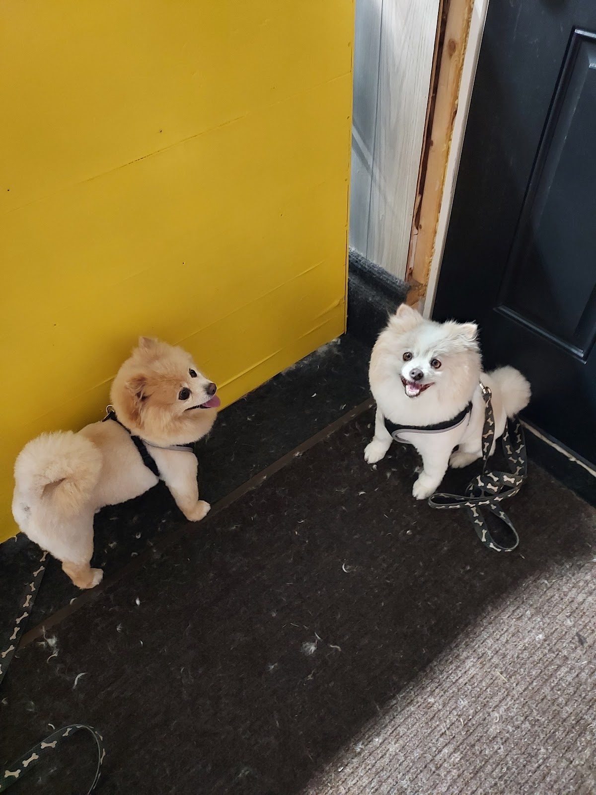 Freshly groomed dog at One-on-One Dog Grooming