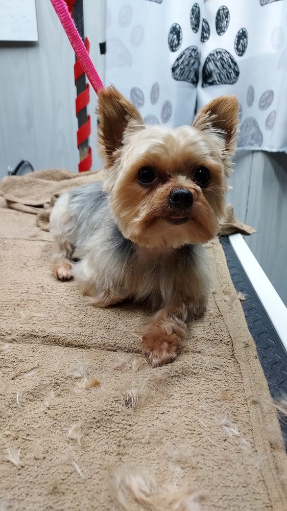 yorkie after trim tan towel